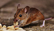 24 Hour & Emergency Exterminators in Bates City, MO